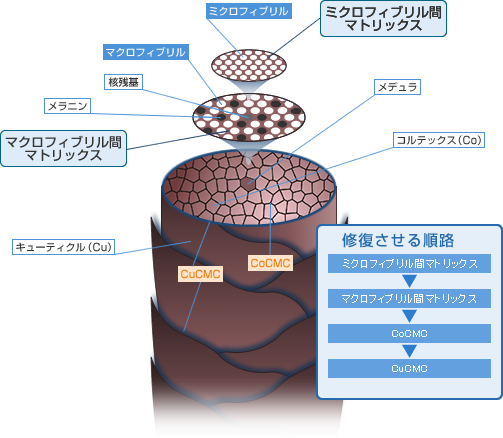 修復させる順路